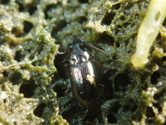 Pogonus