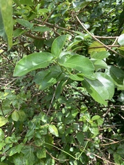 Premna foetida