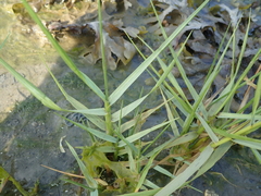 Sporobolus anglicus