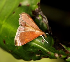 Hemiscopis sanguinea