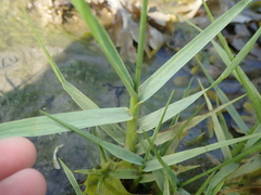 Sporobolus anglicus