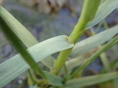 Sporobolus anglicus