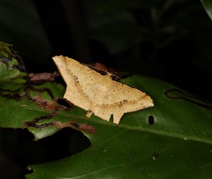 Krananda falcata