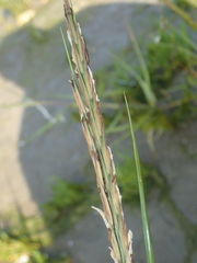 Sporobolus anglicus
