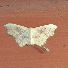 Idaea emarginata