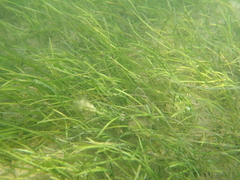Zostera noltei