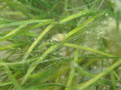 Zostera noltei