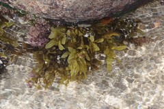 Sargassum incisifolium