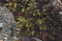Sargassum incisifolium