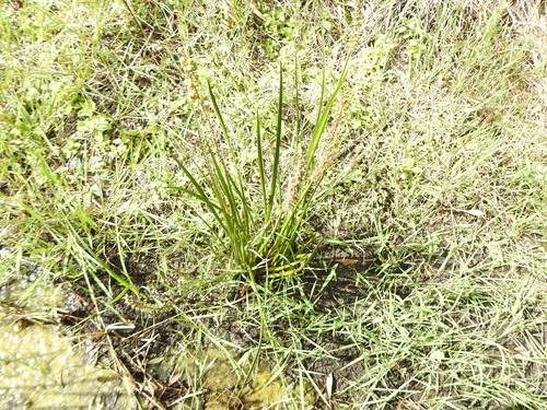 Cycnogeton procerus (Cycnogeton procerus)