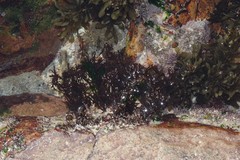 Gelidium pristoides