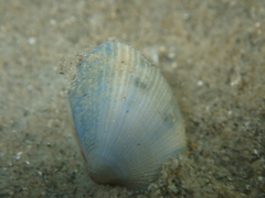 Ruditapes philippinarum