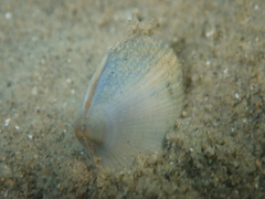 Ruditapes philippinarum
