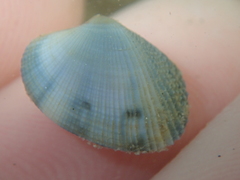 Ruditapes philippinarum