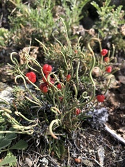 Ephedra dahurica