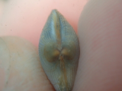 Ruditapes philippinarum