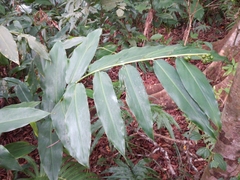 Alpinia flabellata