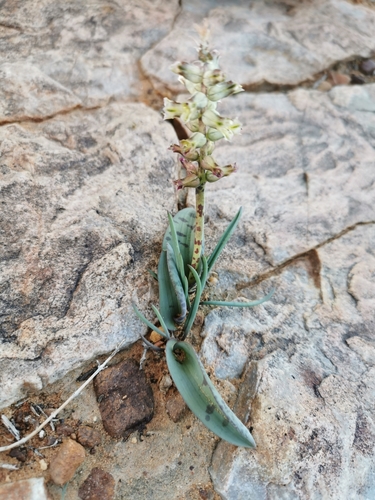 Image of Lachenalia aurioliae by no rights reserved
