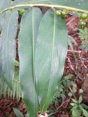 Alpinia flabellata