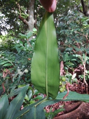 Alpinia flabellata