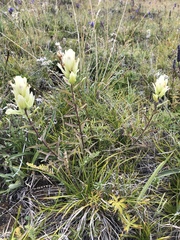 Castilleja pallida