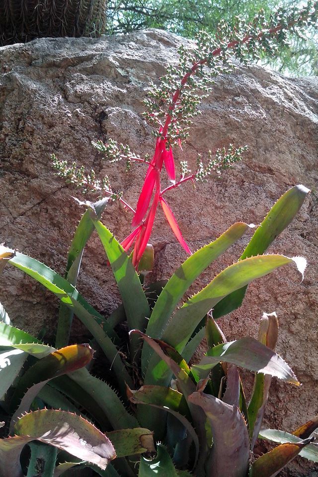 ブロメリア・エアープランツ Aechmea Bracteata Red vase bromeliad (Aechmea bracteata) · iNaturalist
