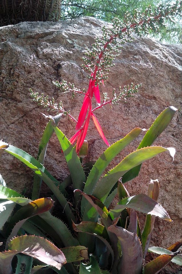 vase bromeliad (Aechmea bracteata) · iNaturalist