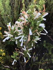 Erica perspicua perspicua