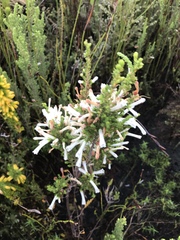 Erica perspicua perspicua