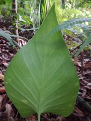 Homalomena philippinensis