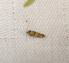 Promalactis lobatifera