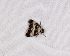 Salma ridiculalis