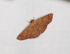 Sarobides inconclusa