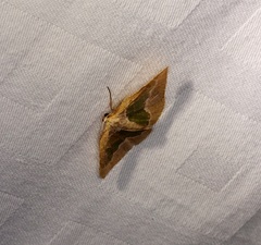 Celenna festivaria