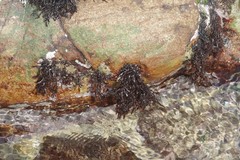 Gelidium pristoides