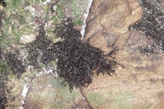 Gelidium pristoides