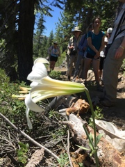 Lilium washingtonianum