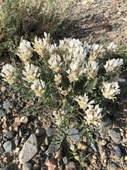 Astragalus dilutus