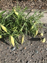 Vincetoxicum sibiricum