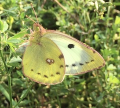 Colias hyale