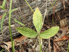 Flemingia parviflora