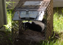 Mephitis mephitis nigra