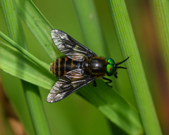 Chrysops relictus