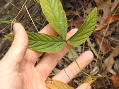 Flemingia parviflora