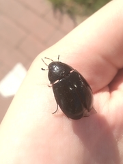 Hydrochara caraboides