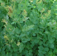 Thalictrum aquilegiifolium