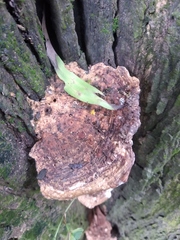 Fungi
