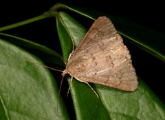 Amyna punctum