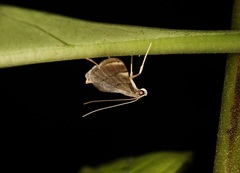 Cangetta hartoghialis
