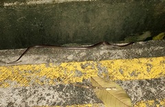 Oligodon octolineatus